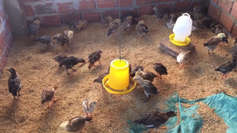 Cách nuôi gà đúng cách để ấp gà chọi mới nở - Thế Giới Đá Gà