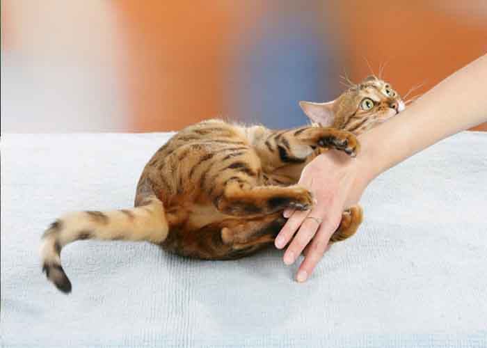 Chiêm bao mơ mèo cắn vào tay chân mình bật mí điều gì?