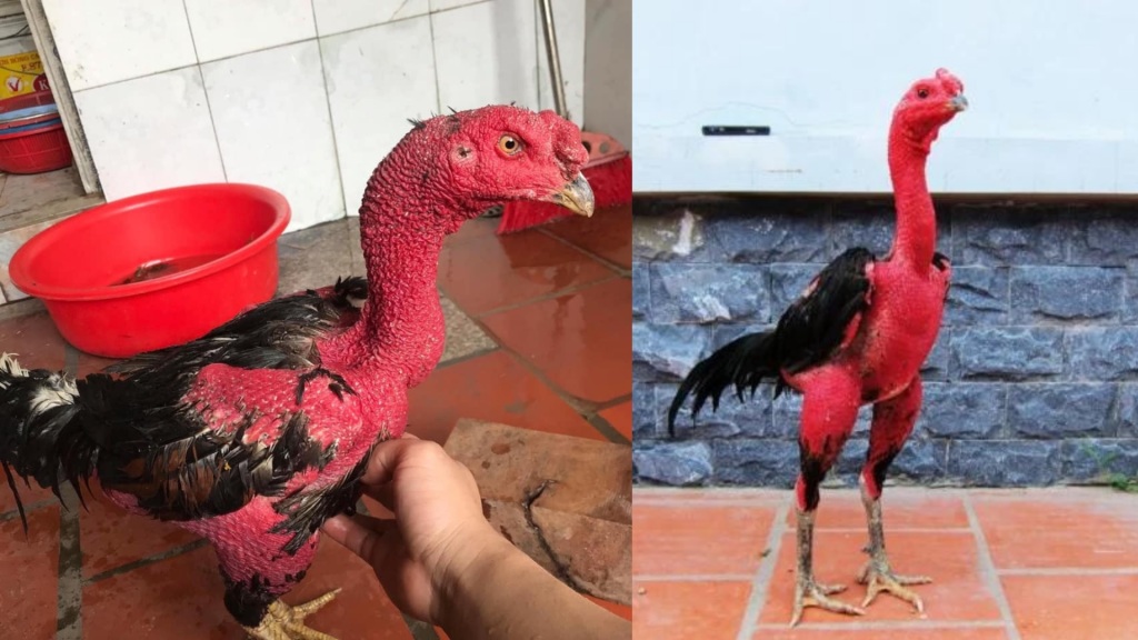 Cách vào nghệ đỏ cho gà chọi ⚡ mạnh mẽ chi tiết từ A đến Z – Nước Mắm Cá Cơm