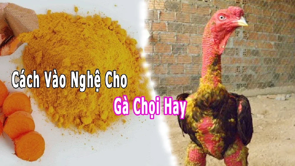 Vào nghệ cho gà chọi – Bí quyết để có chiến kê tốt nhất