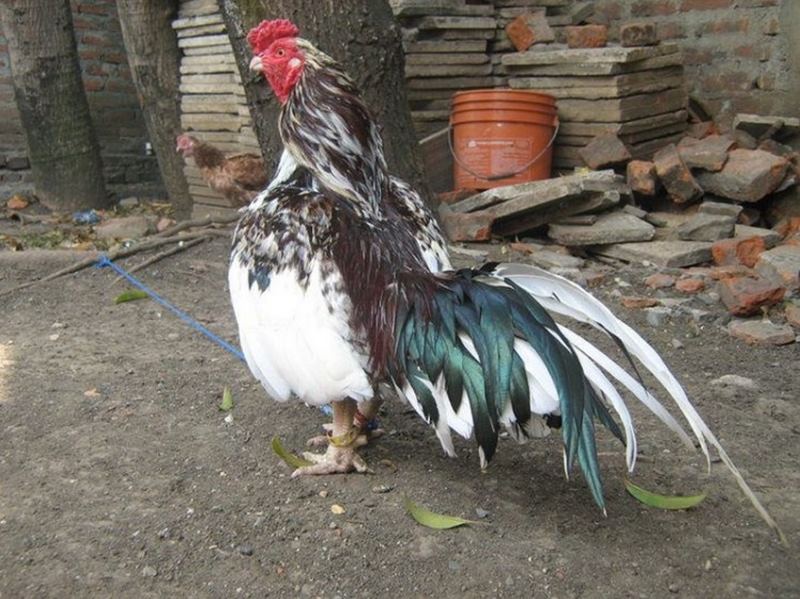 Chế độ dinh dưỡng và chăm sóc gà chọi Satsumadori chuyên sâu